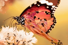 Nature spring flower with butterfly